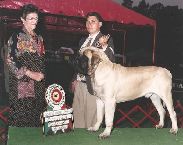 The author showing Deer Run Odin, the last Mastiff to carry the Deer Run name.