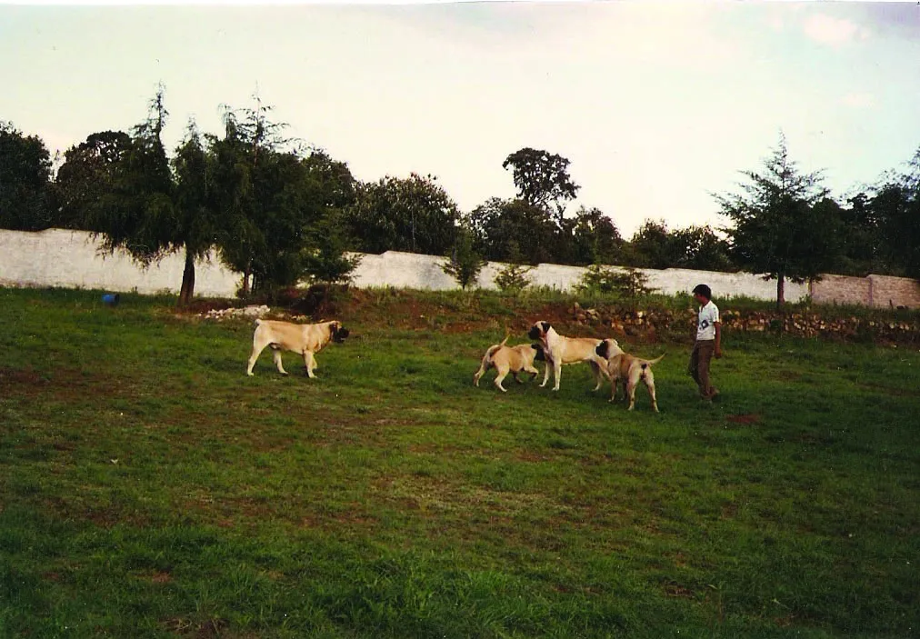 The Deer Run Mastiffs in Canalejas, Mexico.