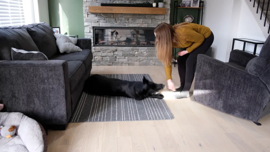 The dog is being guided onto its side by the handler's hand, progressing through the 'play dead' trick.