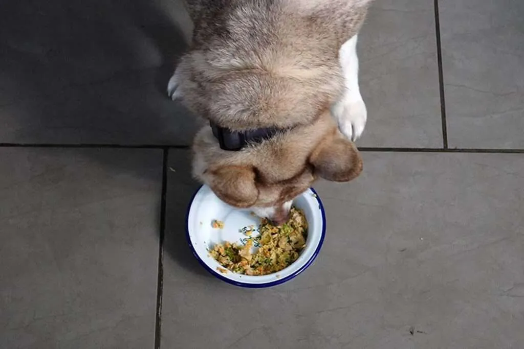 The Farmer's Dog meal pouches without a dedicated scooper or container