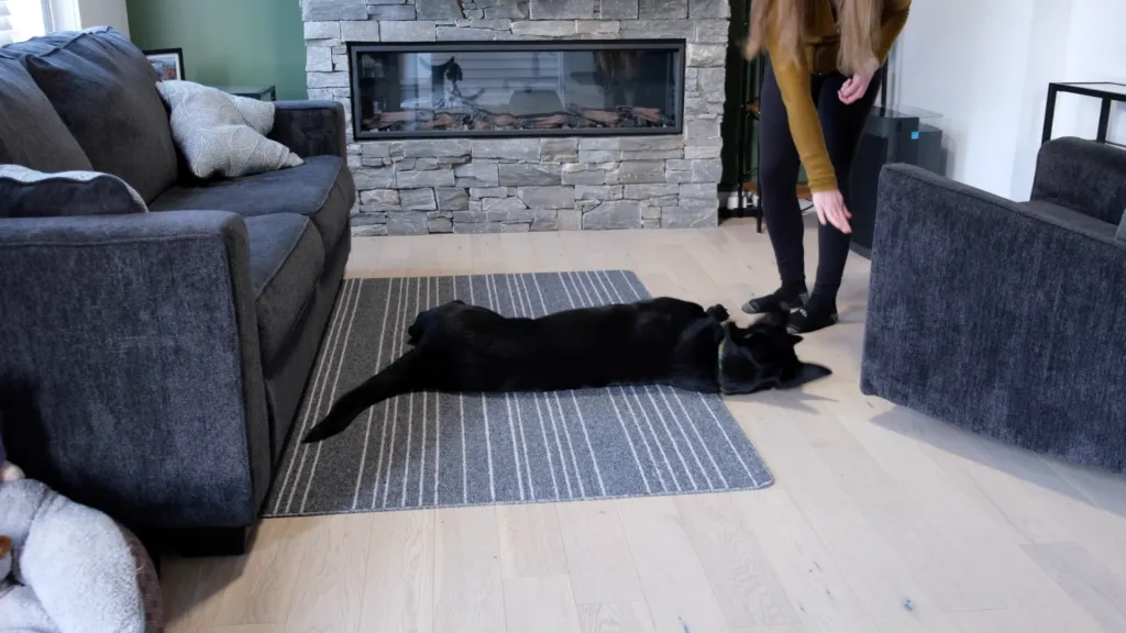 The handler is using a hand motion to guide the dog into the 'play dead' position while standing.