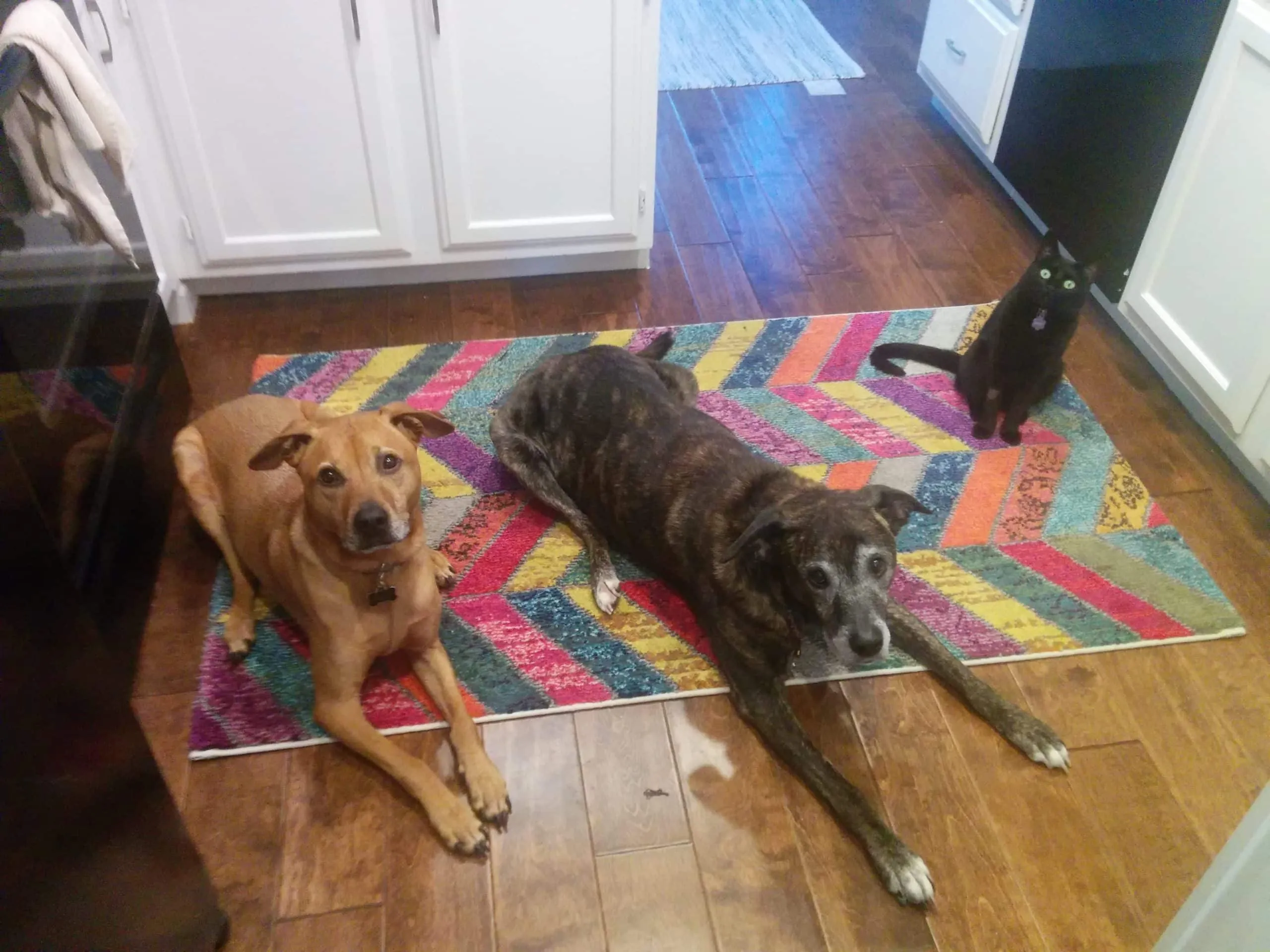 The Herd and The Wellness Difference