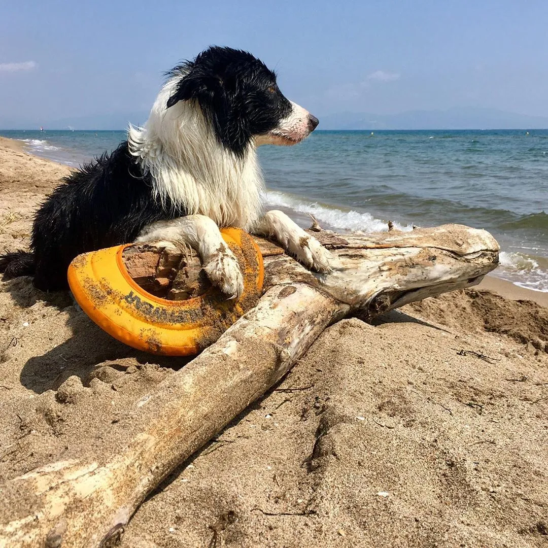The orange RuffWear Hydro Plane Floating Disc for dogs, ideal for high-flying fetch games and water play.