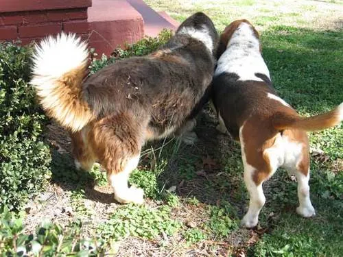 The rear view of a long haired Basset Hound with a long, flowing tail