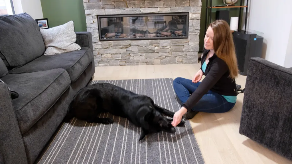 The treat lure is moved towards the dog's shoulder and then out to the side, guiding the dog into a down position.