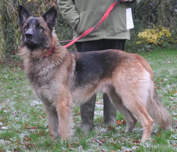 Theo, a beautiful semi-coated GSD requiring experienced owner
