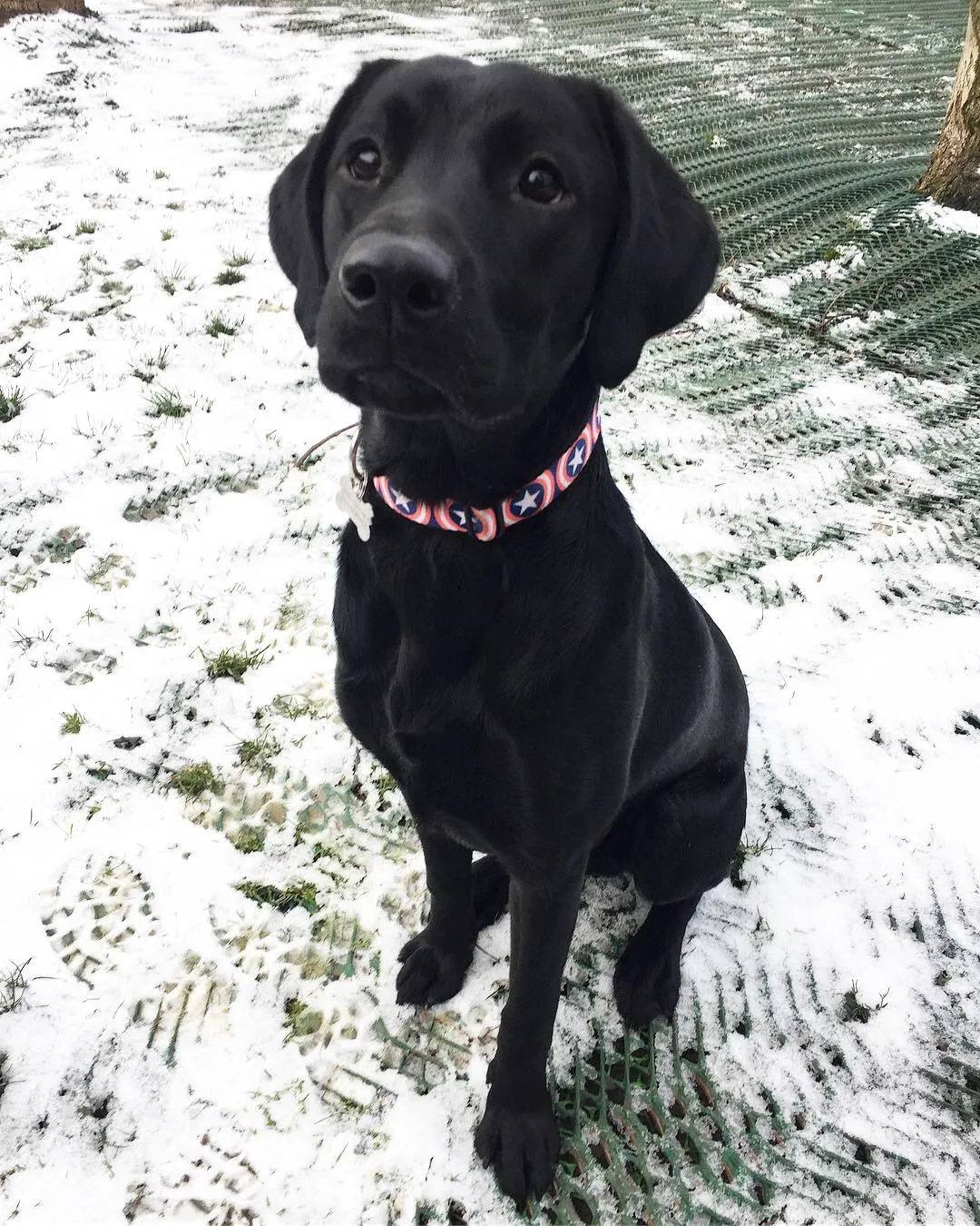 Thor, a black Labrador puppy, exploring and having fun at Daily Dog Digs