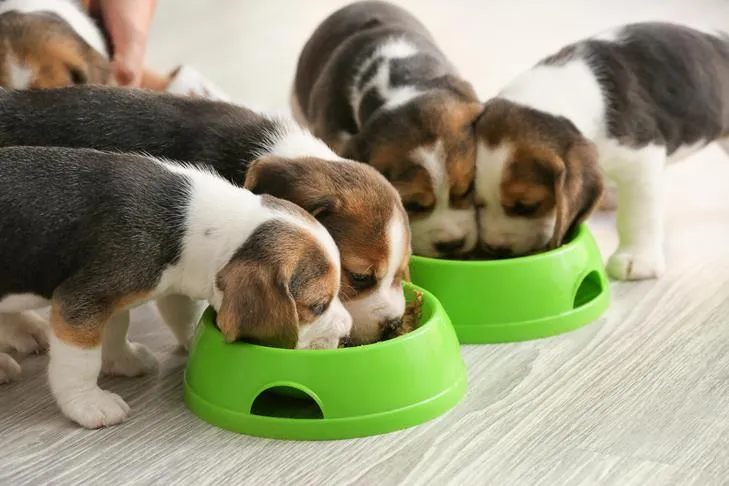 Three Beagle puppies enthusiastically eating dry kibble from separate bowls indoors.