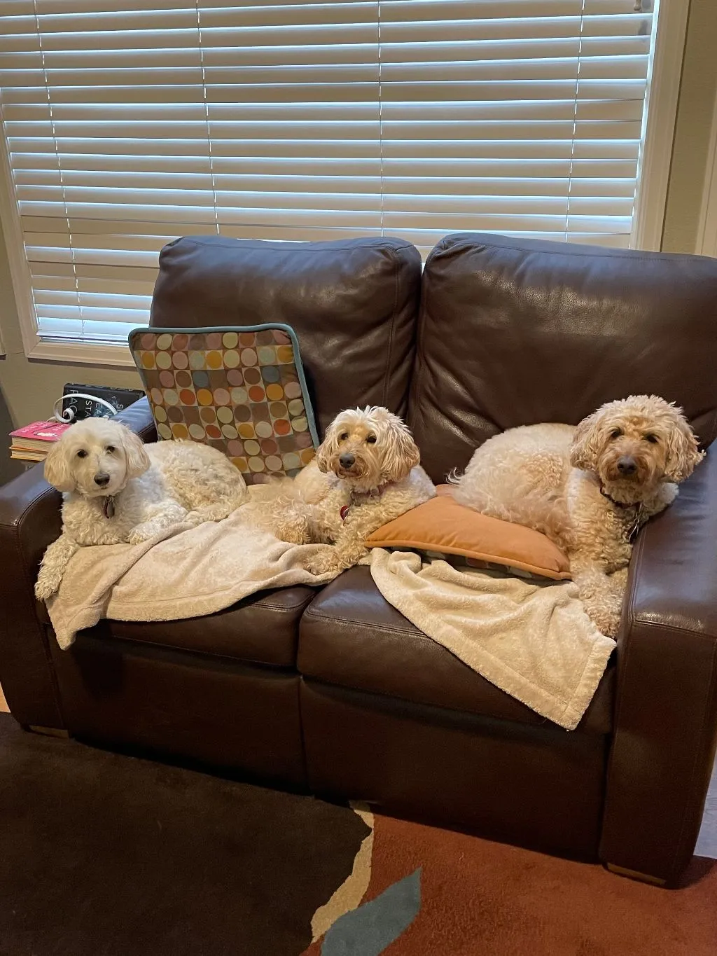 Three beautiful Labradoodles sitting together on a sofa, highlighting their role as cherished family members.