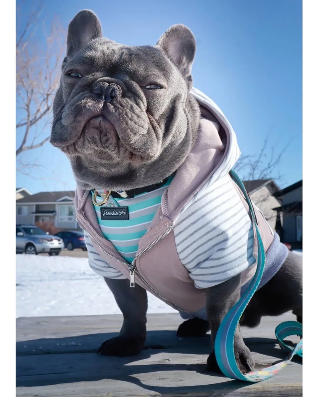 Three French Bulldogs wearing hoodies, demonstrating the breed's need for warmth and care, underscoring the commitment involved in French Bulldogs reproduction and raising healthy puppies.
