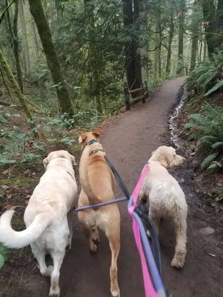 Three happy dogs on a supervised pack hike with a professional dog walker in Portland, enjoying the great outdoors.