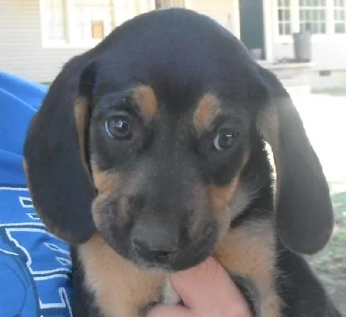 Three hound lab mix puppies huddled together