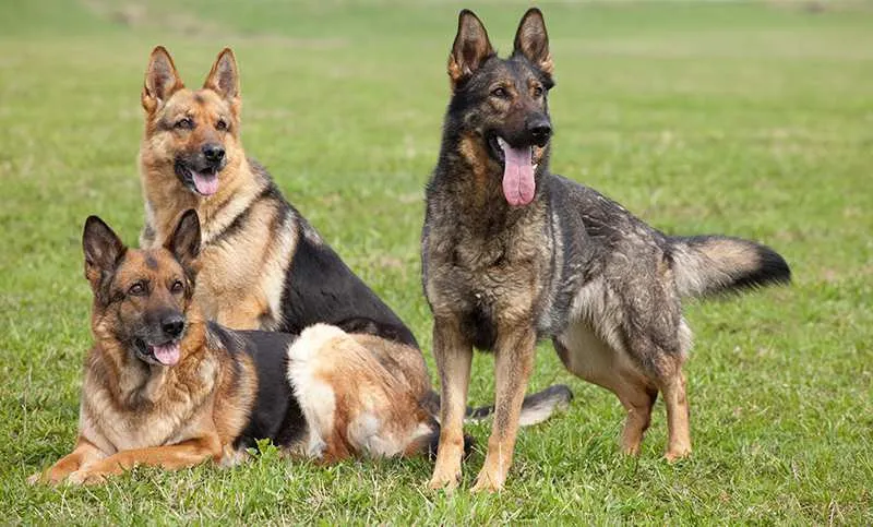 Three intelligent German Shepherds, highly effective family protection dogs, standing alertly in a grassy field.