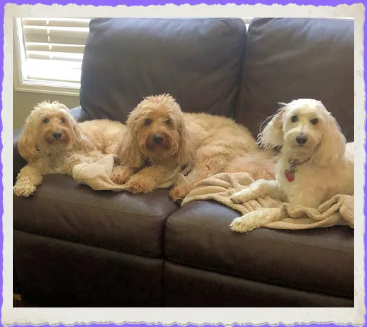 Three Labradoodles, Hercules, Layla, and Bella, celebrating their 9th birthday.