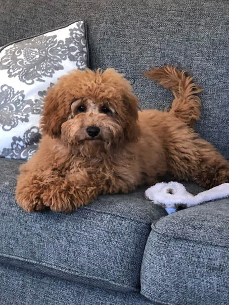 Three Labradoodles, Ivy, Willow, and Fern, described as the best dogs.