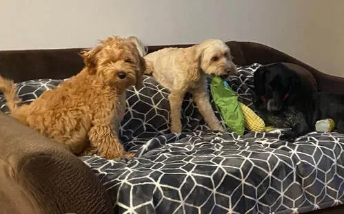 Three Labradoodles, Kati, Josie, and Libby, showing their mutual affection.