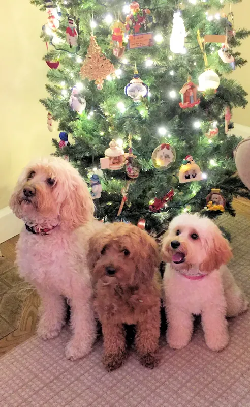 Three Labradoodles, Maisey, Moon, and Abby, celebrating Christmas.