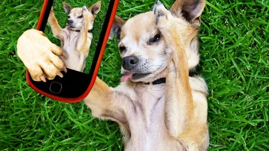 Three Miniature Australian Shepherds exhibiting varied coat colors