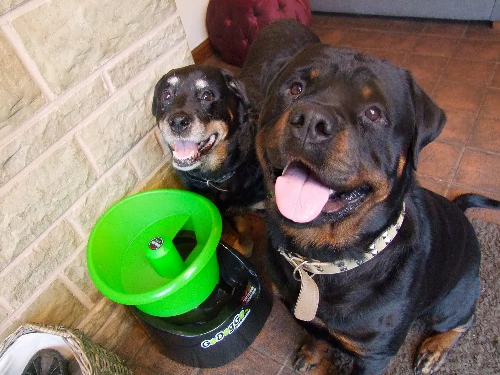 Three Rottweilers gathered closely around the GoDogGo G4 ball launcher, anticipating the next tennis ball