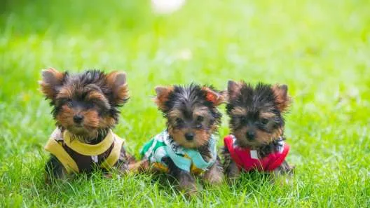 Three Yorkie puppies sitting in green grass