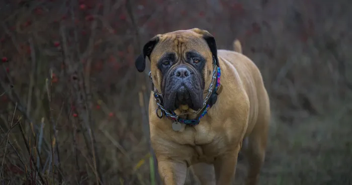 Tibetan Mastiff with thick fur