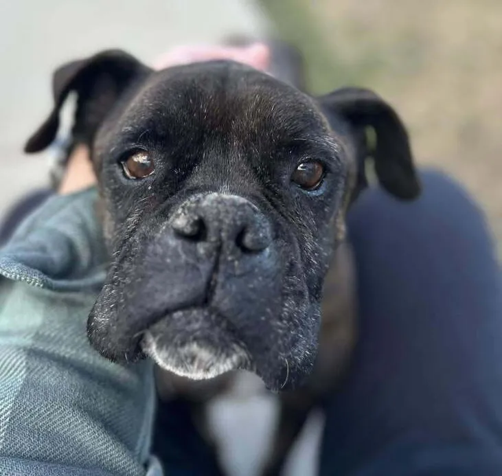 Tiger, an 11-year-old sweet and friendly male Boxer from Denver, CO, who loves company and naps in his chair
