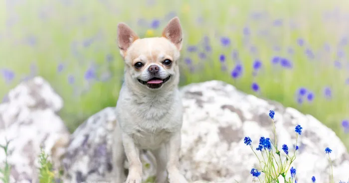 Tiny Chihuahua with expressive eyes
