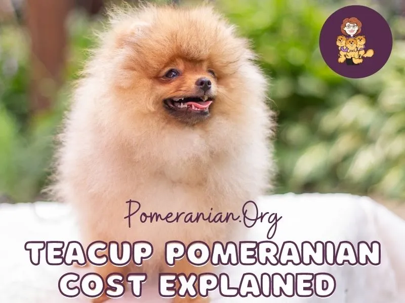 Tiny Toy Pomeranian puppy sitting patiently