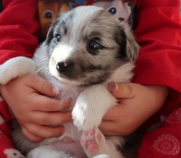 Toy Australian Shepherd puppy with blue eyes