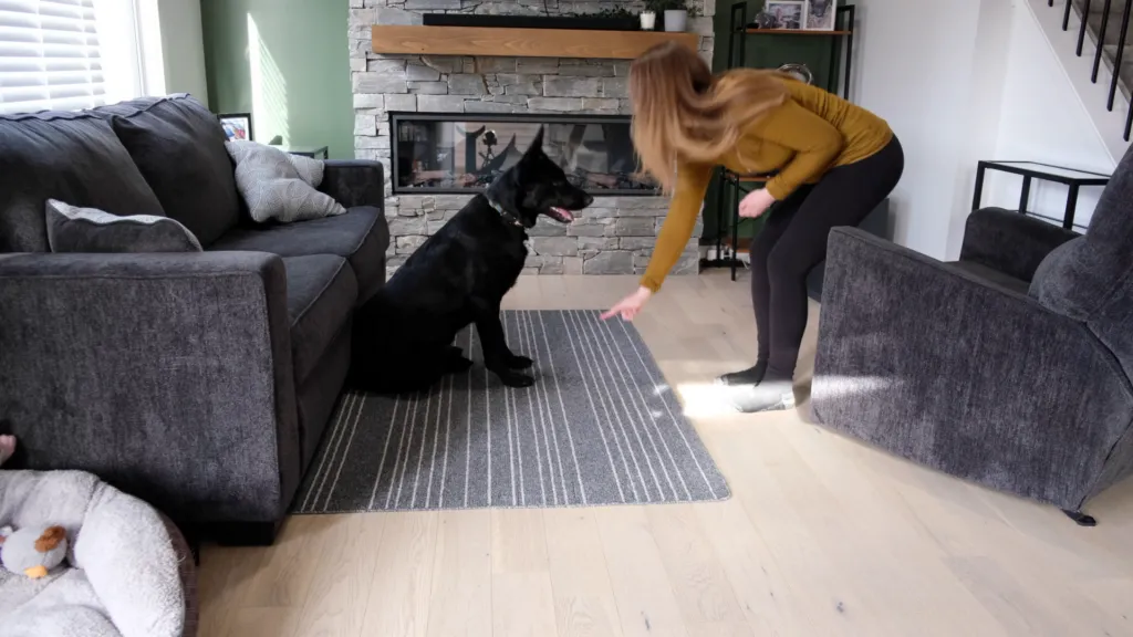 Trainer guiding a dog from a sit into a 'down' position as part of the 'play dead' sequence.