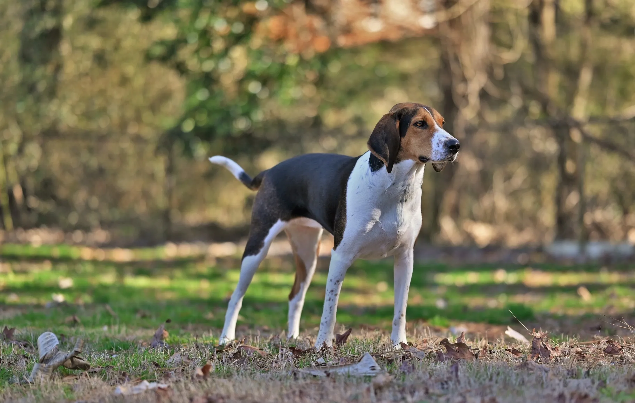 Treeing Walker Coonhound in a field