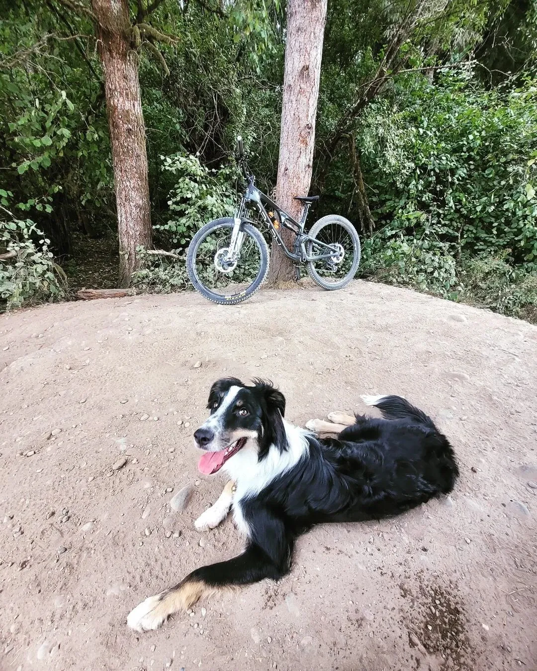 tricolor border aussie with freckles lying down by a mountain bike