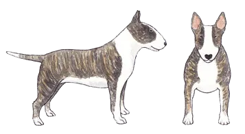 Tricolor Bull Terrier with distinct black, tan, and white markings