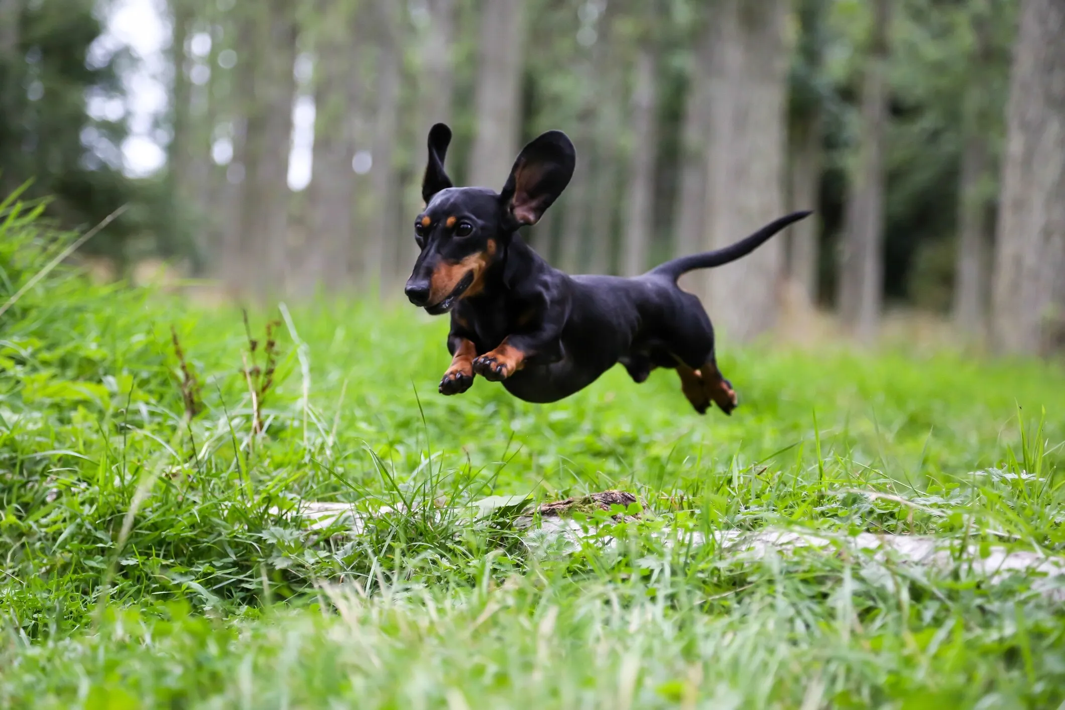 Tricolor Dachshund zooming across grass