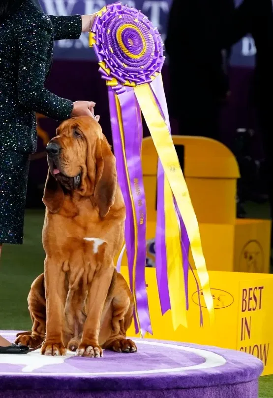 Trumpet, the Bloodhound who won Best in Show at the 2022 Westminster Dog Show, a cousin to the Basset Hound.