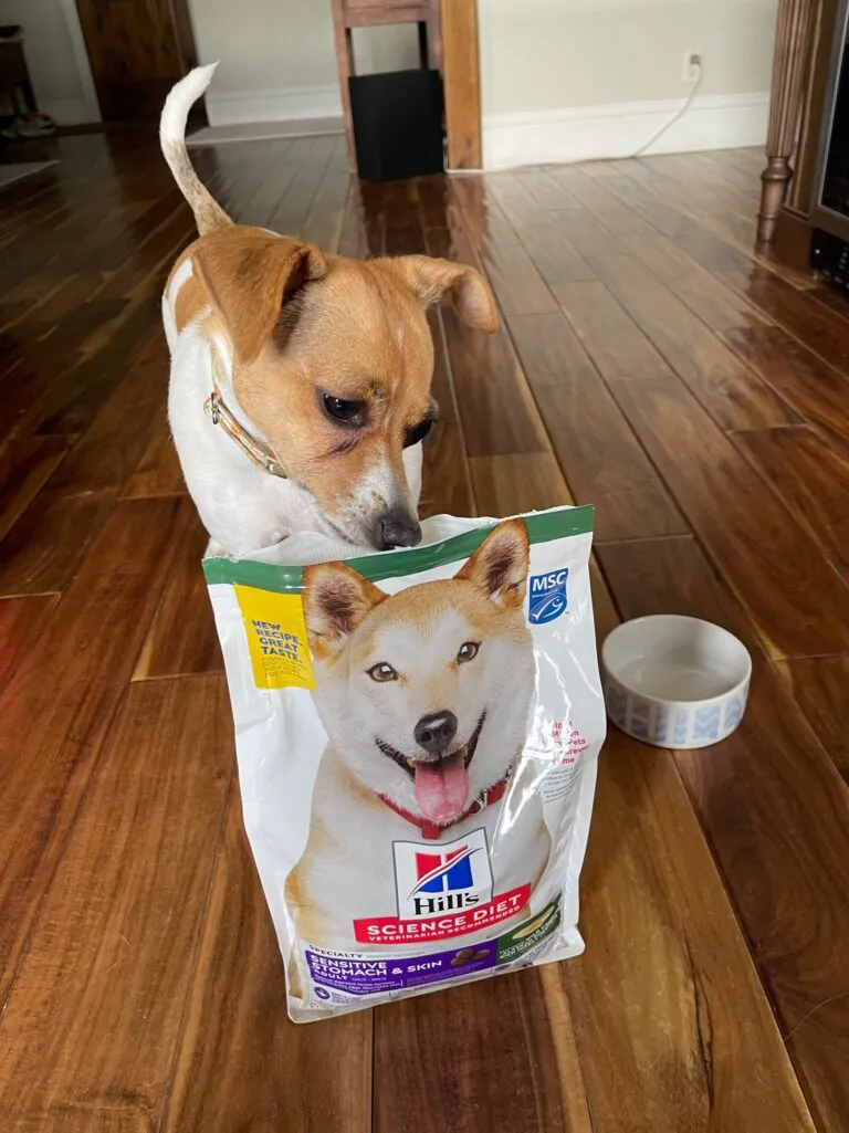 Tulip checks out the new dog food from Hill