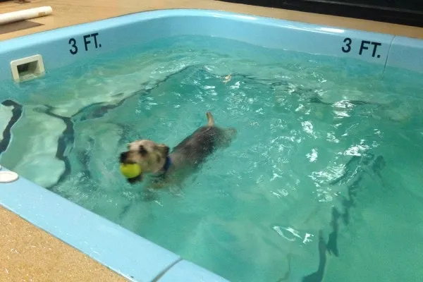 Tumbles, a dog, is swimming in a blue dog pool as part of his rehabilitation therapy for a torn ACL.