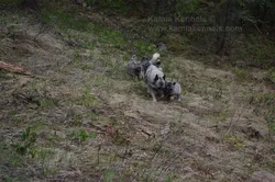 Tuva demonstrating mountain skills to young Elkhounds