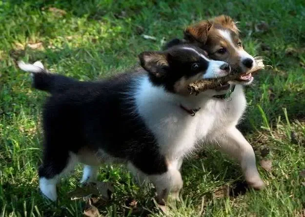 Two 10-week-old Sheltie puppies, Jack and Pete, playfully debating over a stick