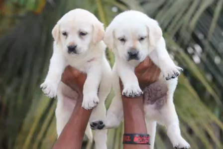 Two adorable Labrador puppies, male and female, ready for adoption in Bangalore