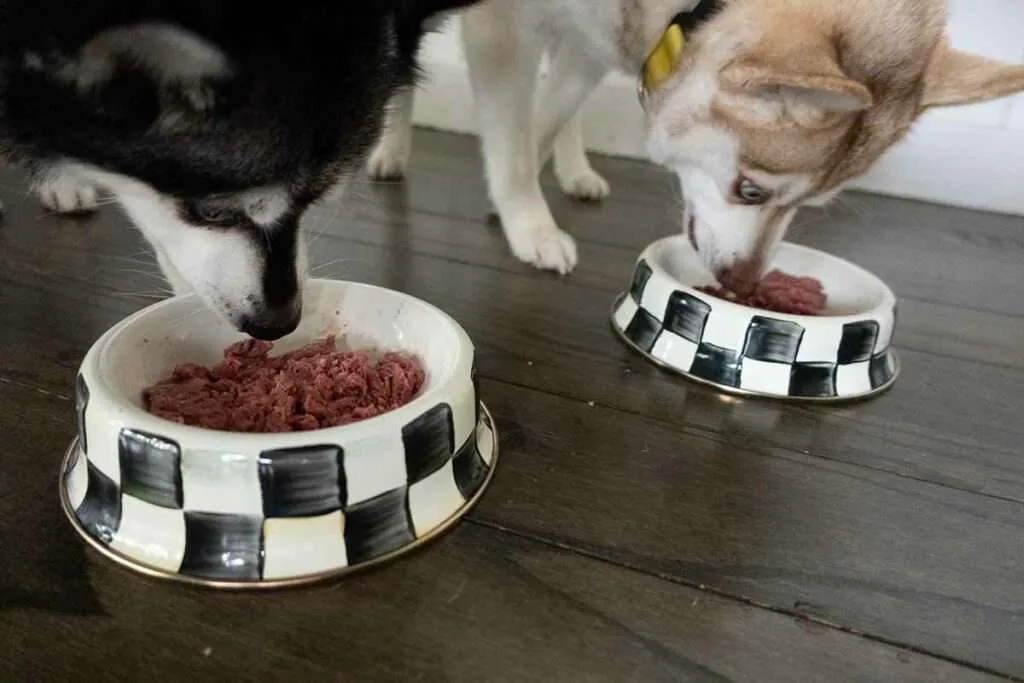 Two Alaskan Klee Kai dogs, Copper and Skye, eating We Feed Raw food from slow feeders
