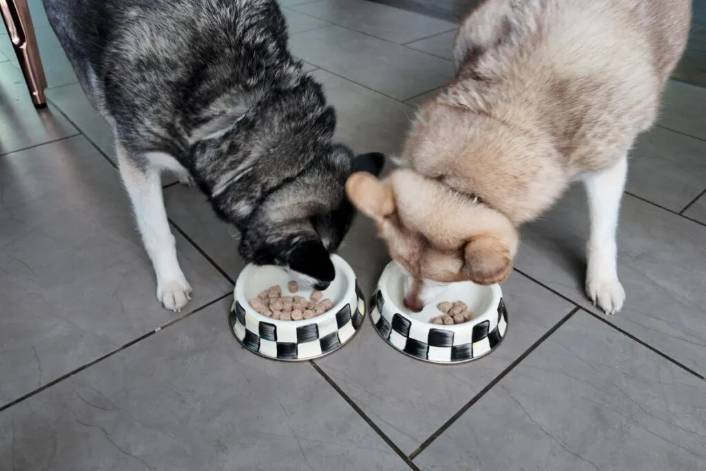 Two Alaskan Klee Kai dogs, Copper and Skye, eating We Feed Raw freeze-dried food