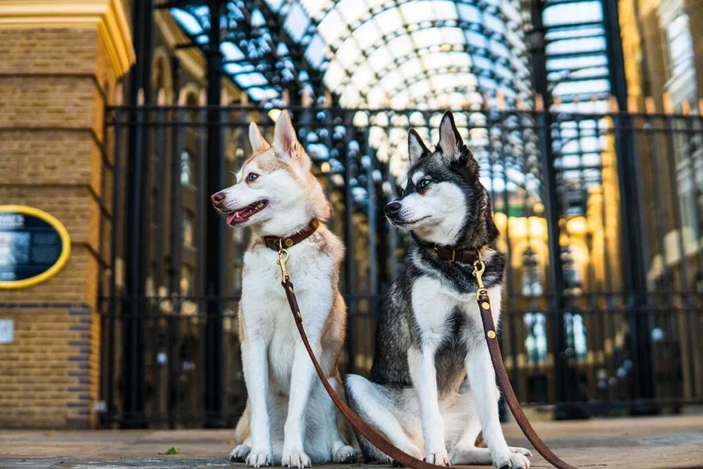 Two Alaskan Klee Kai dogs enjoying playtime, highlighting their need for stimulating interactive toys available for sale in the UK.