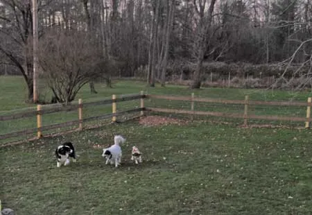 Two Australian Shepherd puppies joyfully running together, illustrating the benefits of canine companionship for high-energy breeds