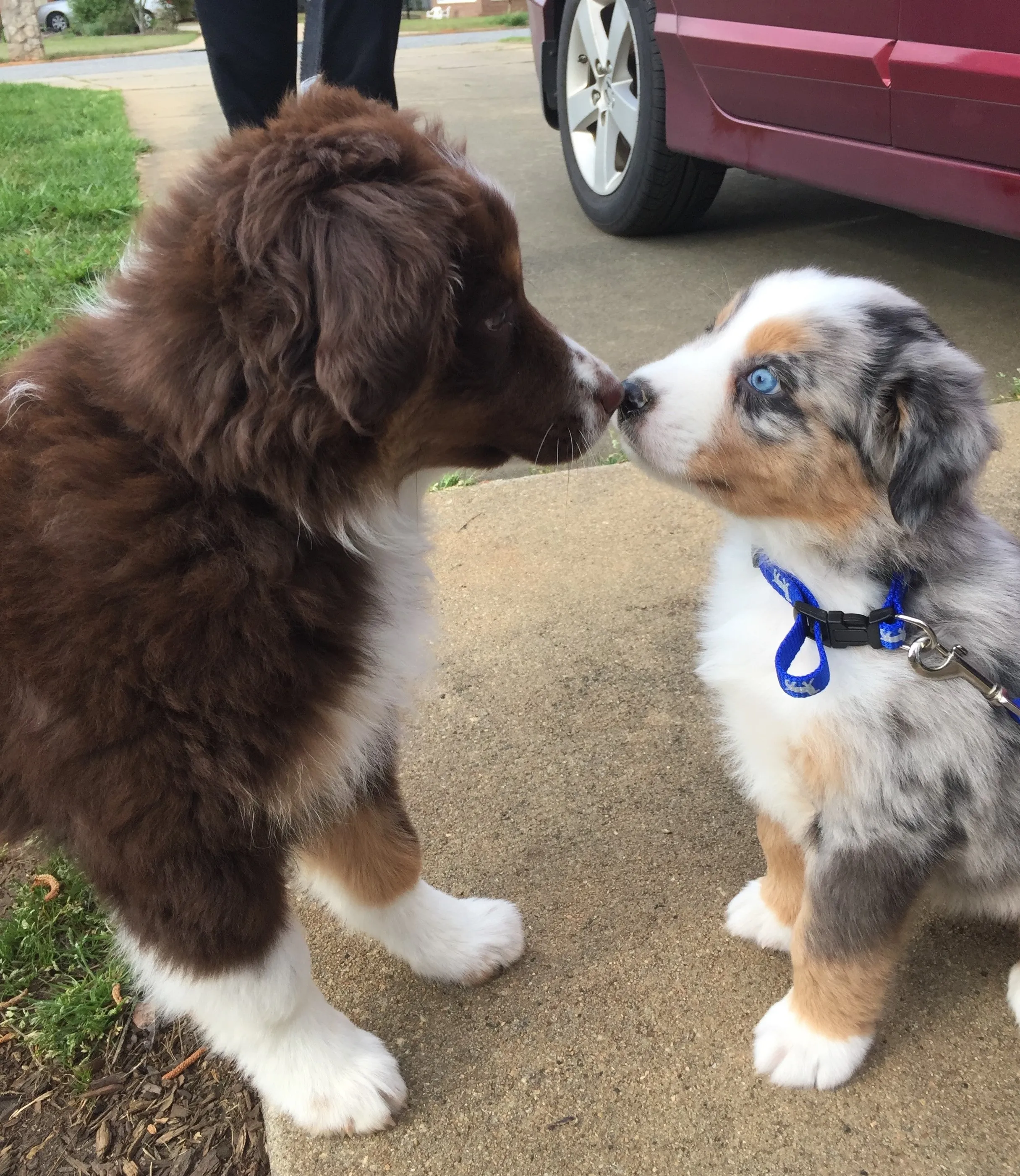 Two Australian Shepherd puppies playing together.