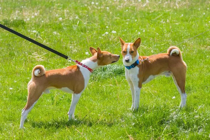 Two Basenji puppies meet in a vibrant green field outdoors, one on a lead.