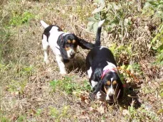 Two Basset Hounds rabbit hunting in a field