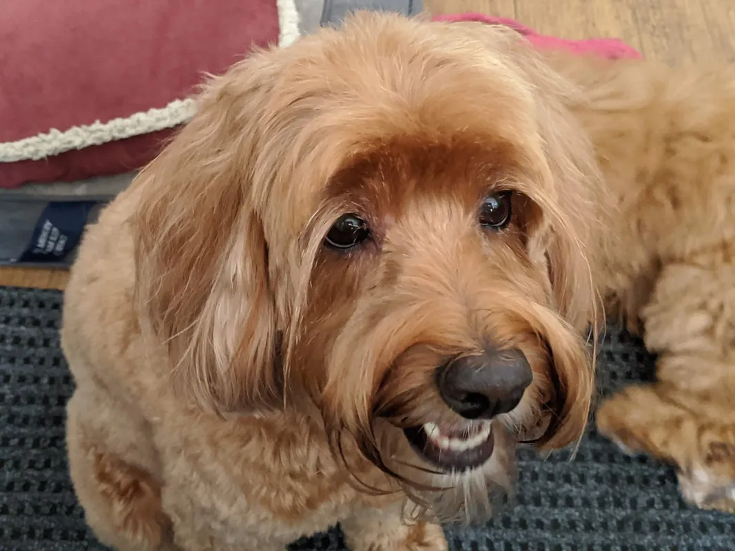 Two beautiful Labradoodles, Cubby and Darbi, after their spa day, looking happy and loved.