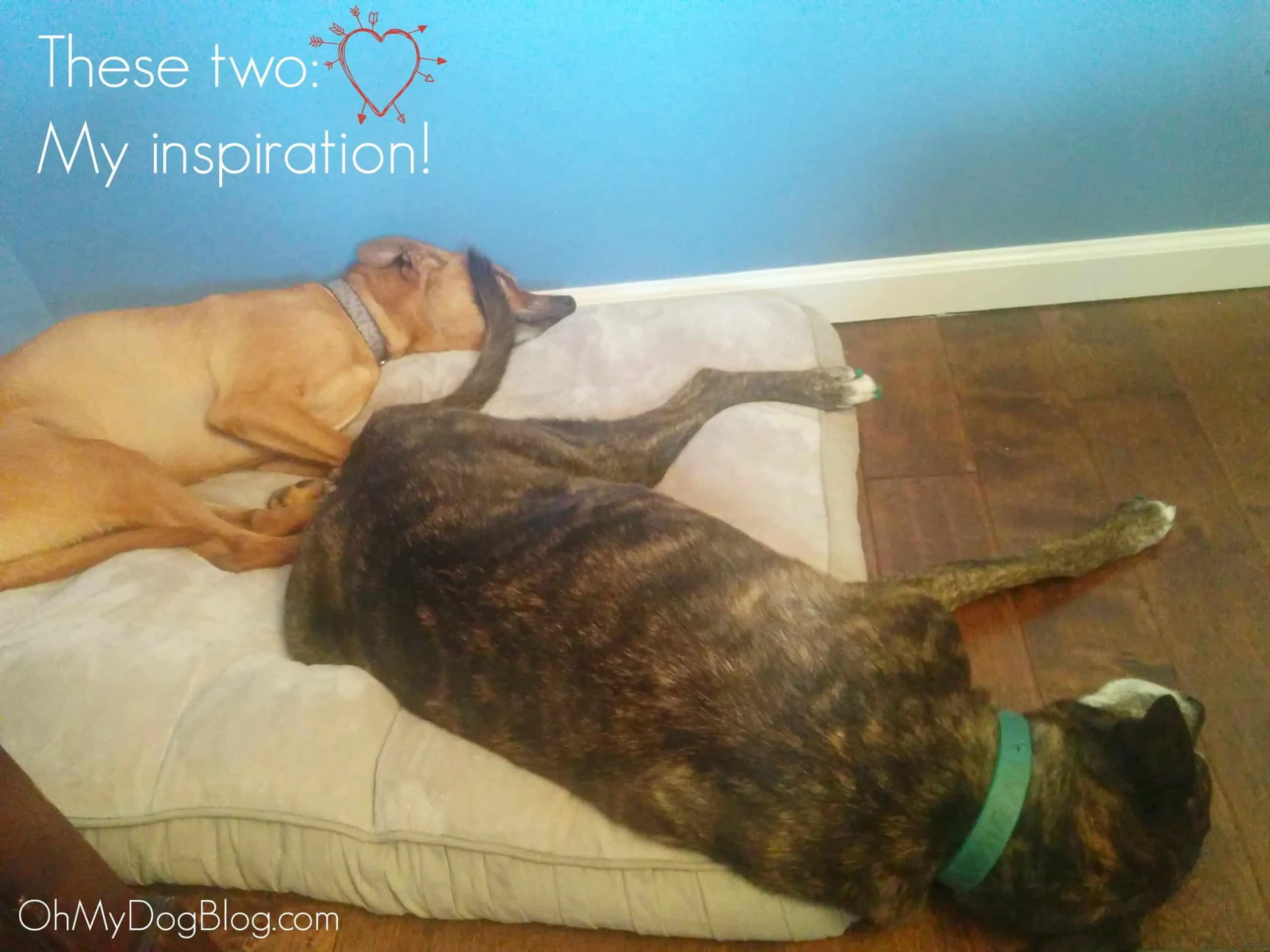 Two beloved dogs, Cooper and Emmett, a golden retriever and a black dog, sitting together, symbolizing the deep bond and inspiration behind heartwarming dog care stories.