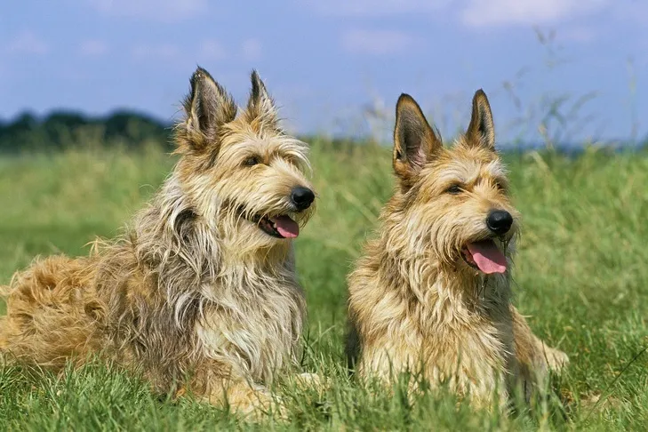 Two Berger Picards resting comfortably in a grassy field, reflecting the positive impact of optimal canine health and a strong immune system.